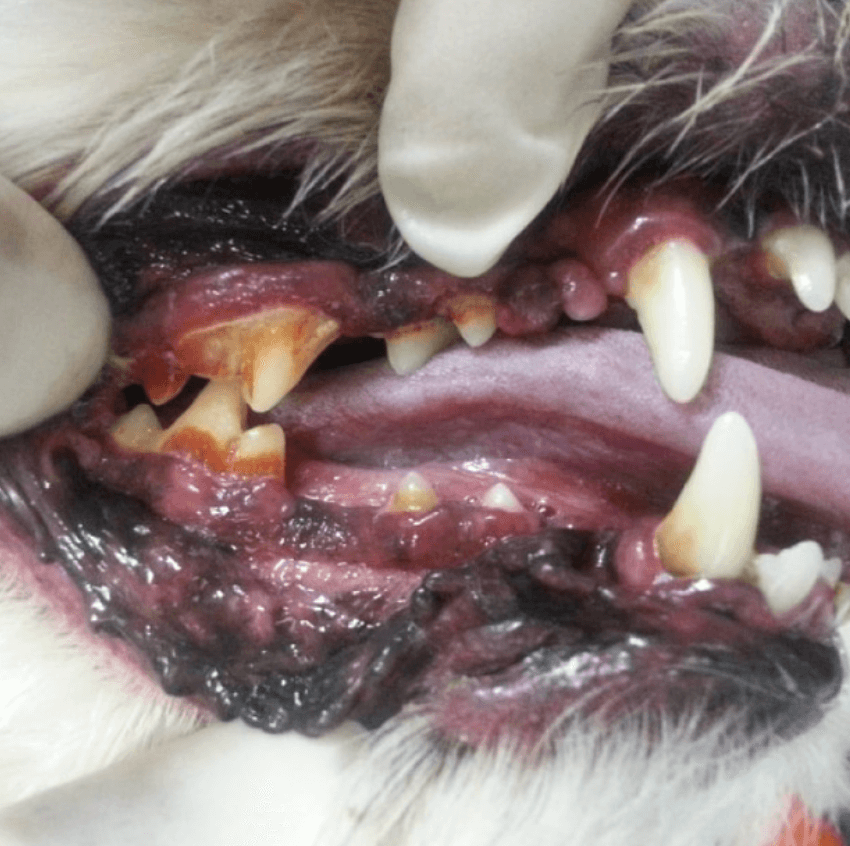 강아지 이빨에 치석이 발생한 모습
